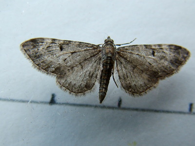 Goldenrod Pug